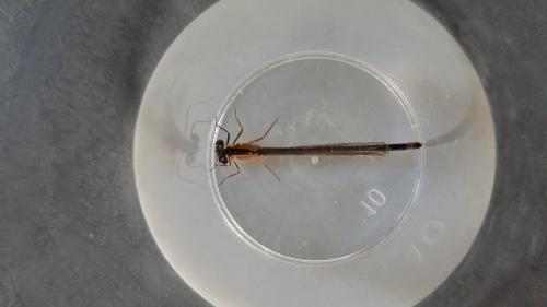 Ischnura elegans