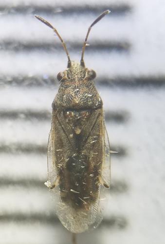 Réf. 298 944 : Nysius sp.