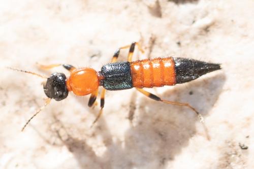 Réf. 298 748 : Paederus littoralis
