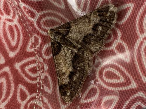 Agriopis leucophaearia