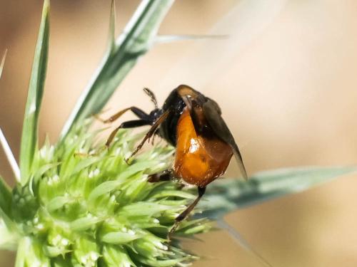 Réf. 298 770 : Ripiphorus subdipterus