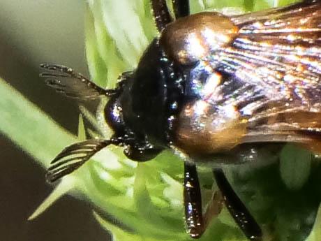 Ripiphorus subdipterus