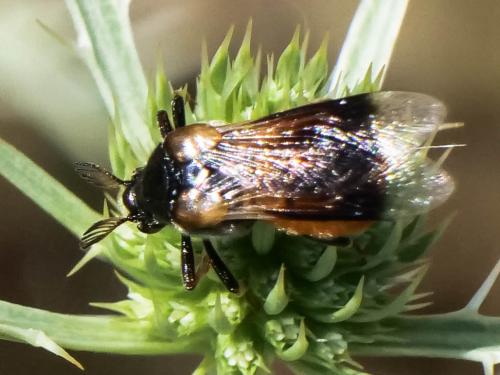 Ripiphorus subdipterus