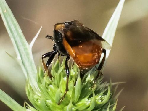 Réf. 298 772 : Ripiphorus subdipterus