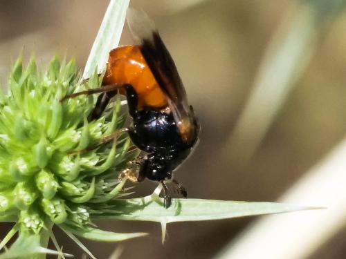 Ripiphorus subdipterus