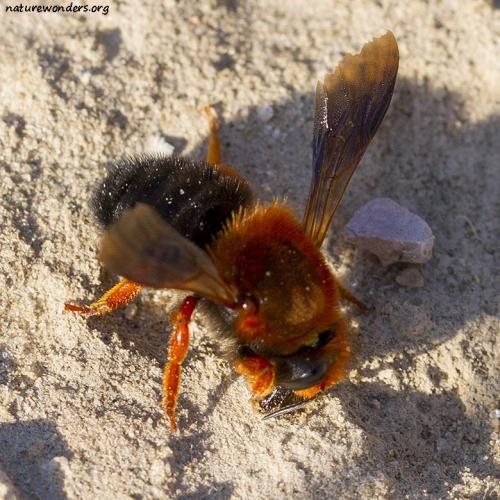 Megachile sp.