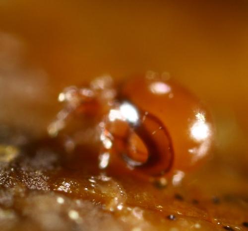 Réf. 298 182 : Phthiracarus sp.