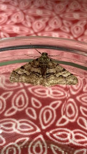 Agriopis leucophaearia
