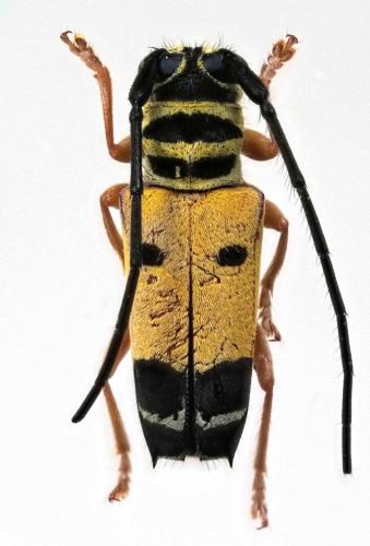 Glenea gardneriana