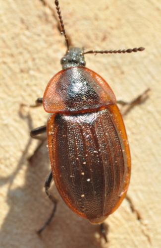 Phosphuga atrata