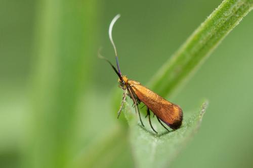 Réf. 298 908 : Adela violella