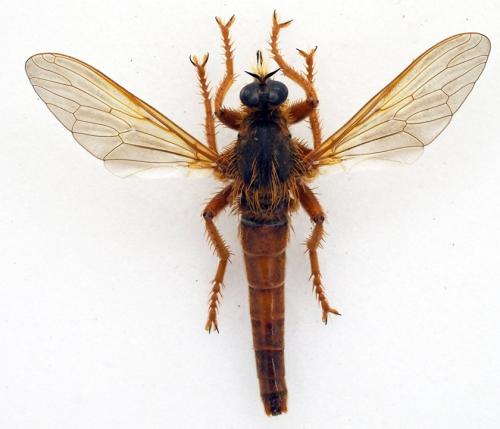 Stenopogon sabaudus