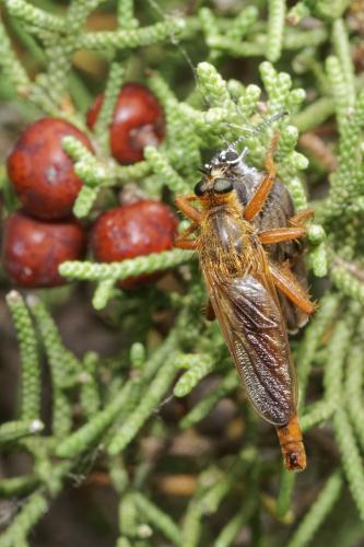 Stenopogon sabaudus