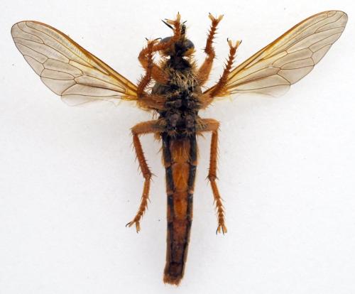 Stenopogon sabaudus