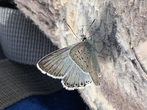 Réf. 298 345 : Polyommatus coridon