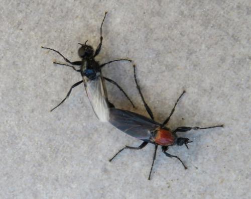 Réf. 298 716 : Bibio hortulanus