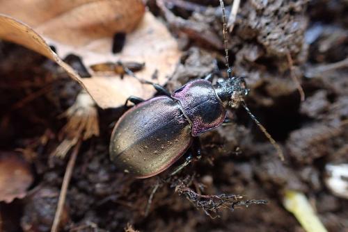 Carabus nemoralis
