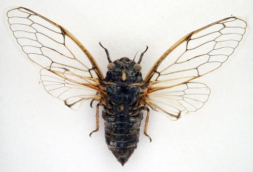 Réf. 298 213 : Cicadatra atra