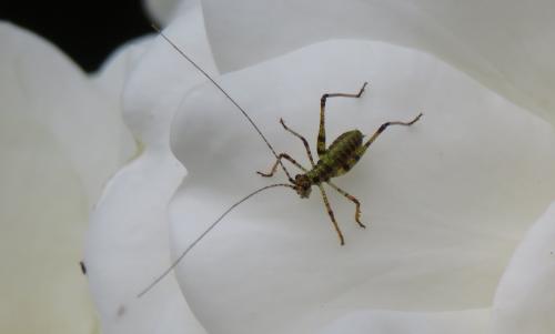 Phaneroptera sp.