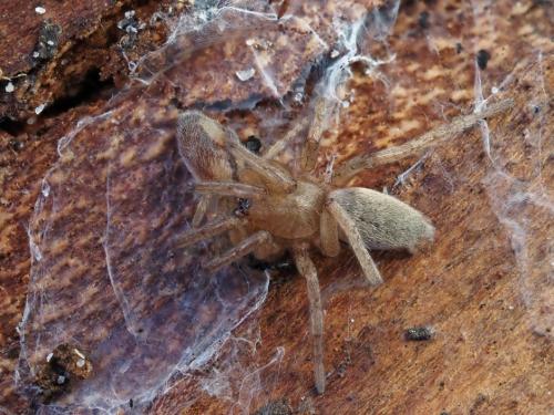 Drassodes sp.