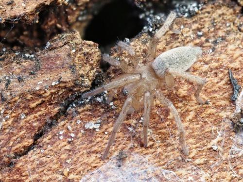 Drassodes sp.
