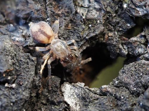 Porrhoclubiona leucaspis