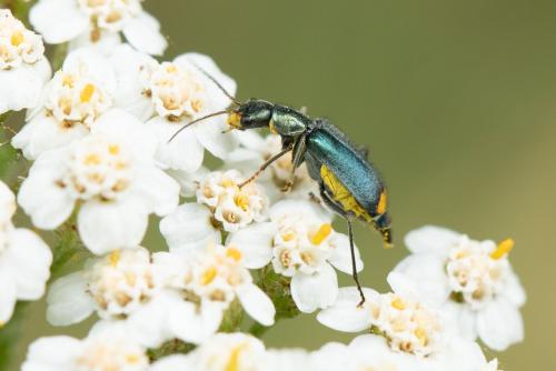 Réf. 298 900 : Clanoptilus elegans