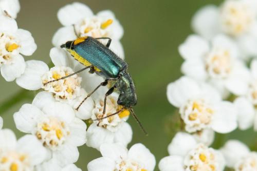 Réf. 298 899 : Clanoptilus elegans