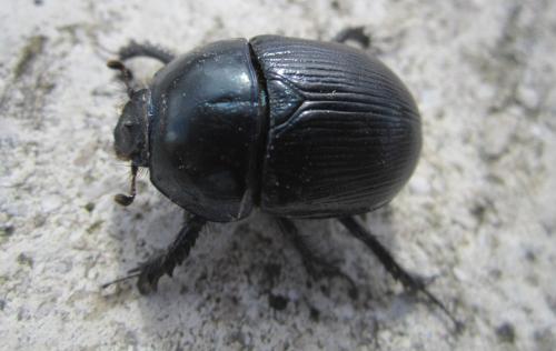Geotrupes mutator
