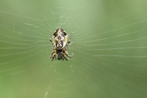 Réf. 298 906 : Cyclosa conica