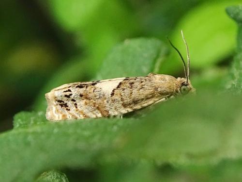 Epiblema sticticana