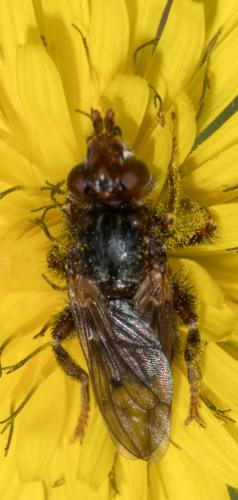 Myopa testacea