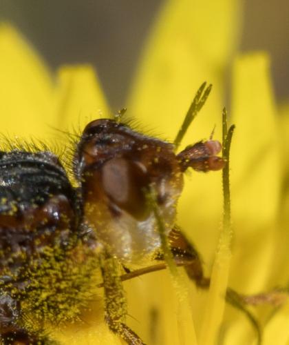 Myopa testacea