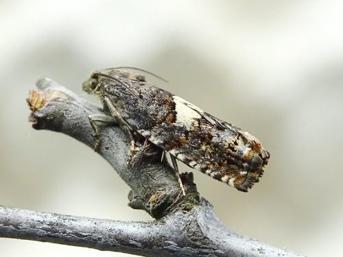 Epiblema sticticana