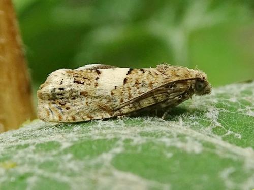 Epiblema sticticana