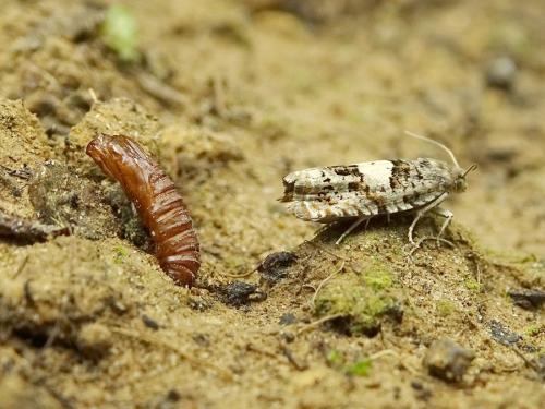 Epiblema sticticana