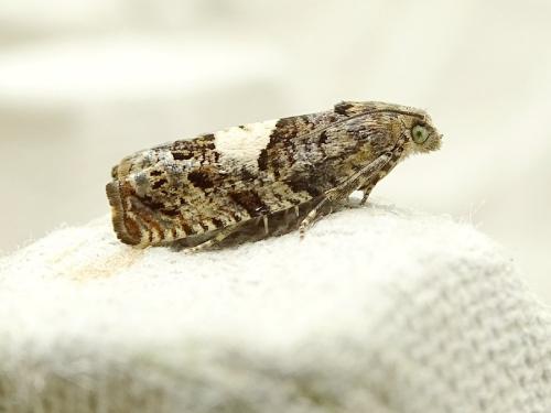 Epiblema sticticana