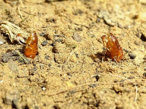 Epiblema sticticana