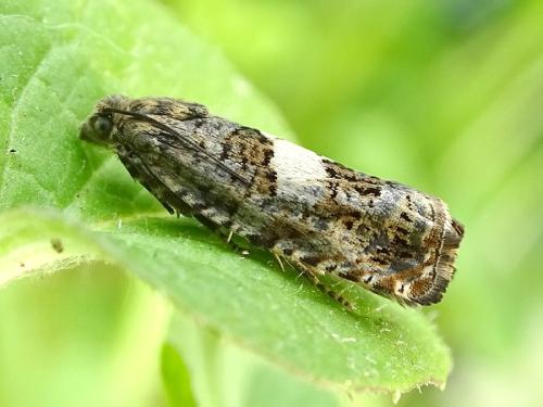 Réf. 298 996 : Epiblema sticticana
