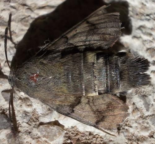Réf. 298 011 : Macroglossum stellatarum