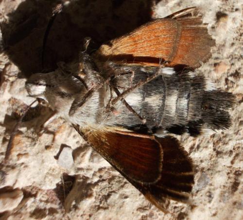 Macroglossum stellatarum