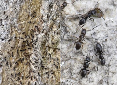 Tapinoma sp.