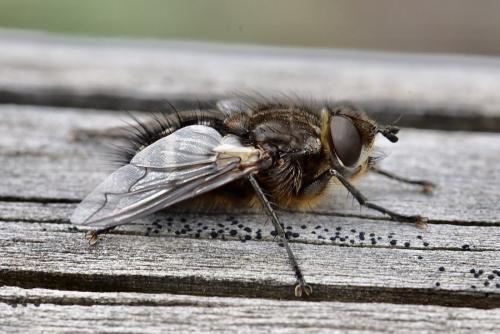 Panzeria puparum