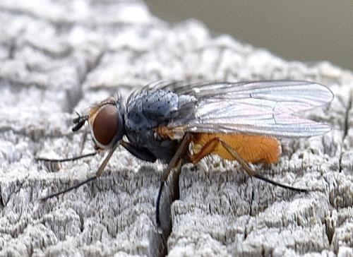 Fannia lustrator