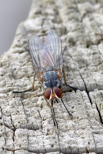 Fannia lustrator