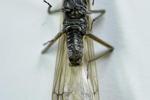 Capnioneura mitis