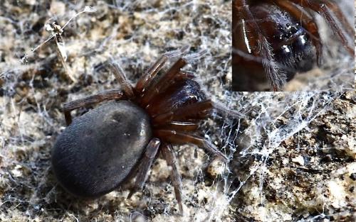 Réf. 298 664 : Amaurobius (erberi-ferox)