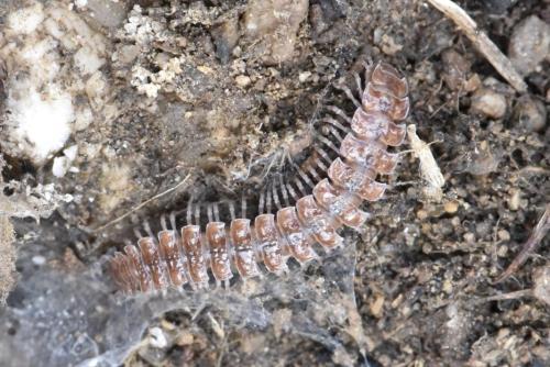 Polydesmus sp.