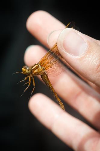 Orthetrum coerulescens