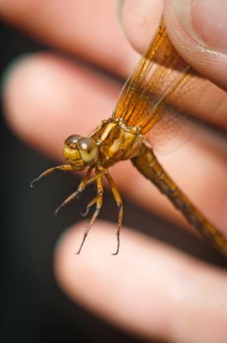 Orthetrum coerulescens